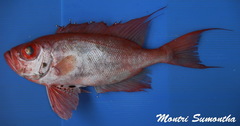 Priacanthus tayenus