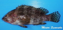 Epinephelus sexfasciatus