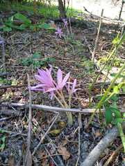 Colchicum multiflorum