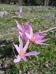 Colchicum multiflorum
