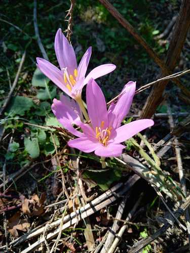 Autumn Crocus