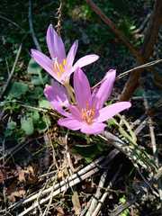 Colchicum multiflorum