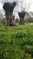 Colchicum multiflorum