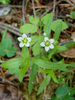 Largeleaf Sandwort - Photo (c) edgeplot, some rights reserved (CC BY-NC-SA)