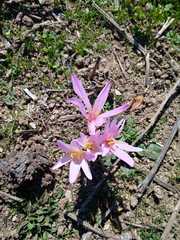 Colchicum multiflorum