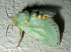 Coenobasis