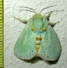 Coenobasis