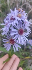 Symphyotrichum elliottii