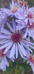 Symphyotrichum elliottii