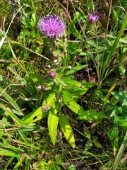 Cirsium vlassovianum