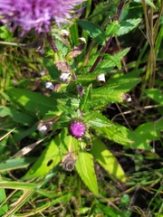 Cirsium vlassovianum