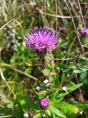 Cirsium vlassovianum