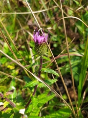 Cirsium vlassovianum