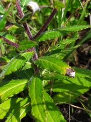Cirsium vlassovianum