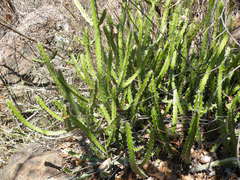 Euphorbia griseola