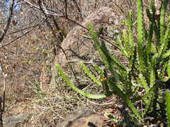 Euphorbia griseola