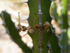 Euphorbia griseola
