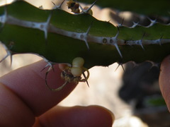Euphorbia griseola