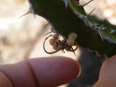 Euphorbia griseola