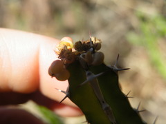 Euphorbia griseola
