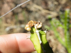 Euphorbia griseola