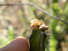 Euphorbia griseola
