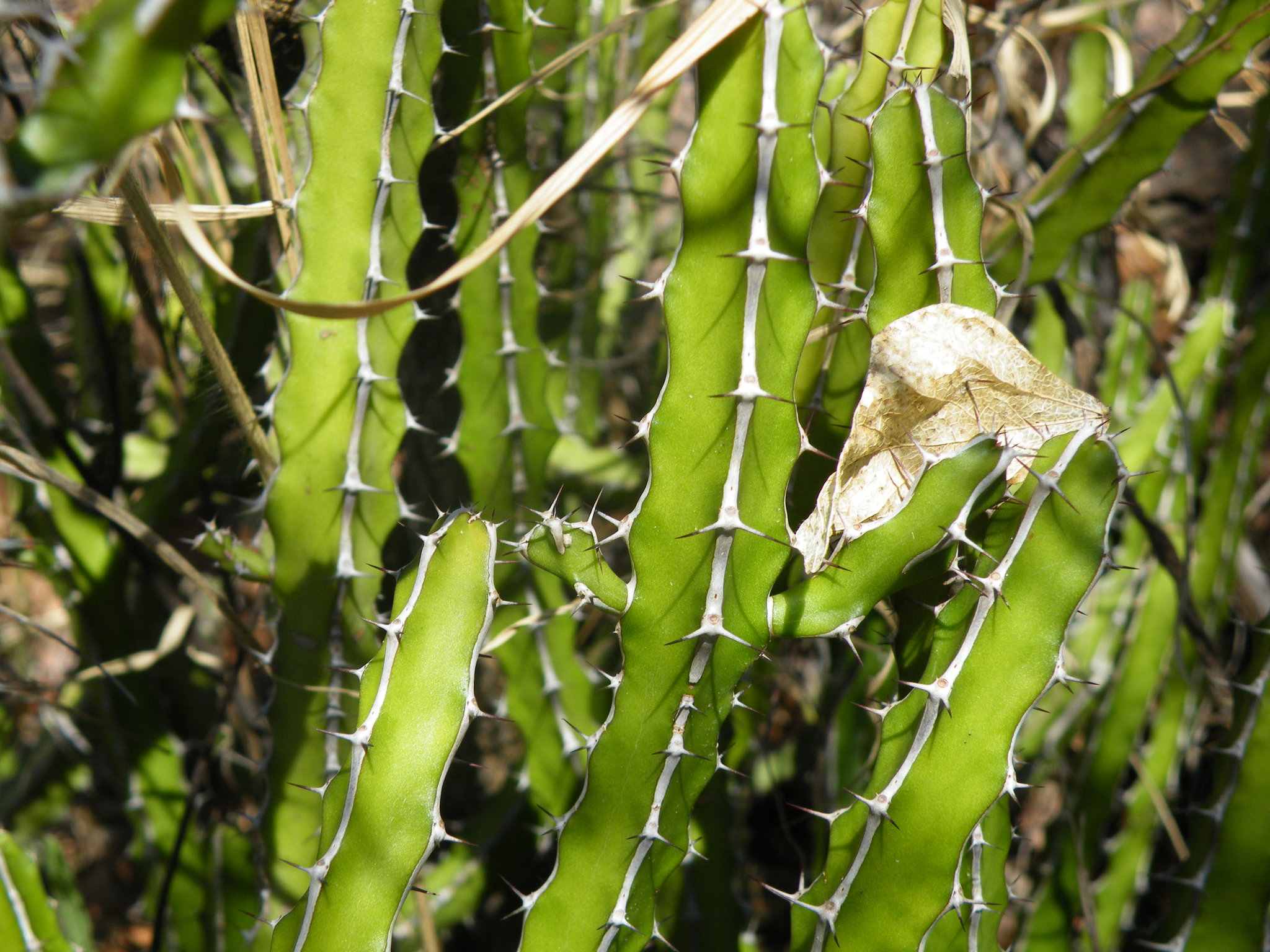 Euphorbia griseola