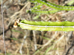 Euphorbia griseola
