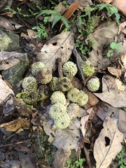 Lithocarpus lepidocarpus