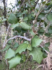 Alchornea ilicifolia