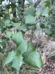 Alchornea ilicifolia