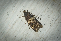 Sphyrelata melanoleuca