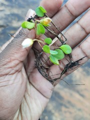 Oxalis dregei
