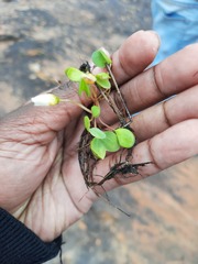 Oxalis dregei