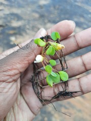 Oxalis dregei