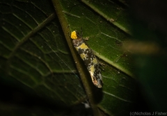 Monopis chrysogramma