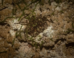 Stephanopis carcinoides