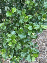 Alchornea ilicifolia