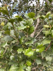 Alchornea ilicifolia