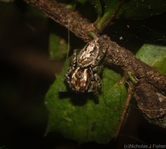 Paraphilaeus daemeli