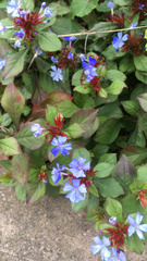 Ceratostigma