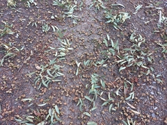 Eucalyptus marginata marginata