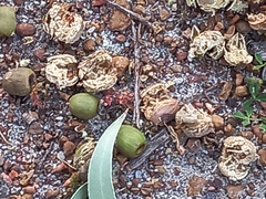 Eucalyptus marginata marginata