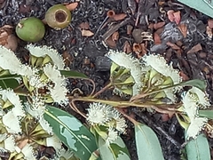 Eucalyptus marginata marginata