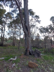 Eucalyptus marginata marginata