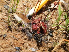 Drosera burkeana