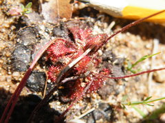 Drosera burkeana