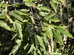 Carpinus rankanensis
