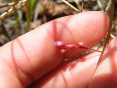 Drosera burkeana