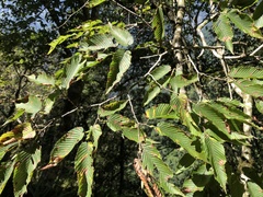 Carpinus rankanensis